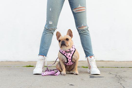 Frenchie Duo Reversible Harness - Pink Bad to the Bone - Frenchie Bulldog - Shop Harnesses for French Bulldogs - Shop French Bulldog Harness - Harnesses for Pugs