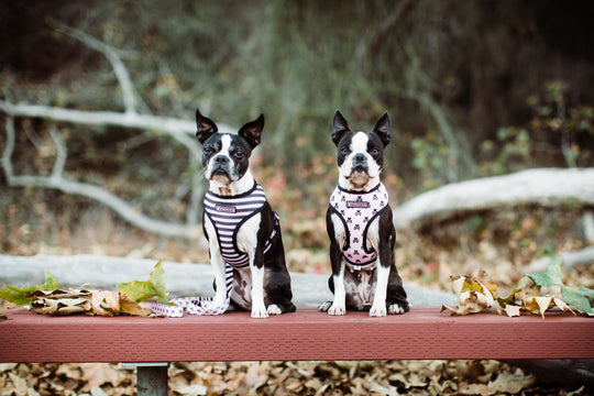Frenchie Duo Reversible Harness - Pink Bad to the Bone - Frenchie Bulldog - Shop Harnesses for French Bulldogs - Shop French Bulldog Harness - Harnesses for Pugs