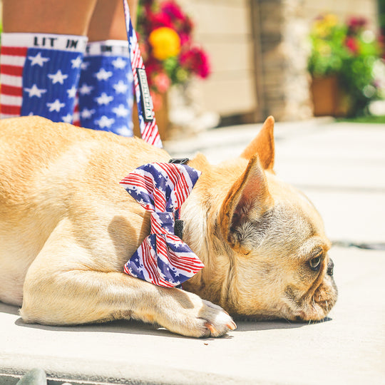 The Minted Bow Tie - Patriot - Frenchie Bulldog - Shop Harnesses for French Bulldogs - Shop French Bulldog Harness - Harnesses for Pugs