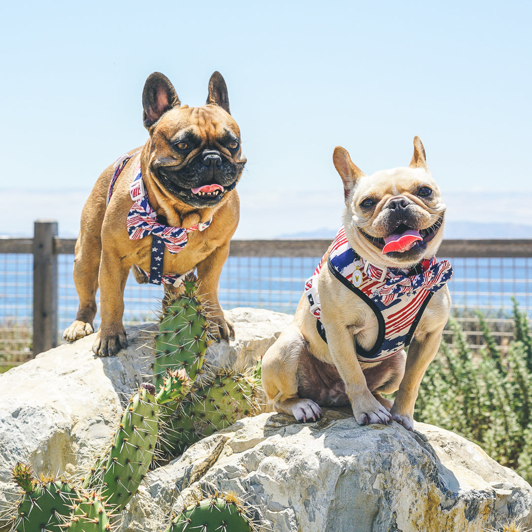The Minted Bow Tie - Patriot - Frenchie Bulldog - Shop Harnesses for French Bulldogs - Shop French Bulldog Harness - Harnesses for Pugs