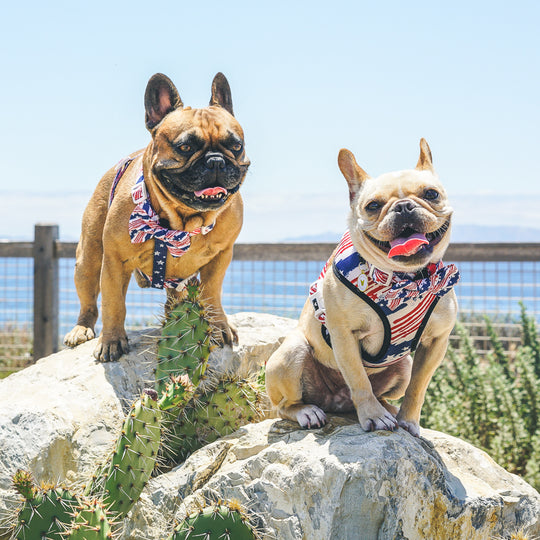 The Minted Bow Tie - Patriot - Frenchie Bulldog - Shop Harnesses for French Bulldogs - Shop French Bulldog Harness - Harnesses for Pugs