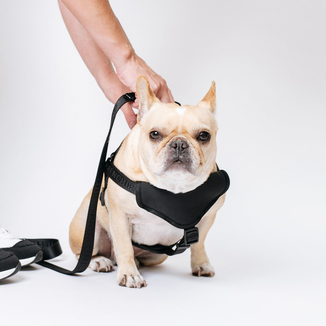 Frenchie Front Pull Harness - Black