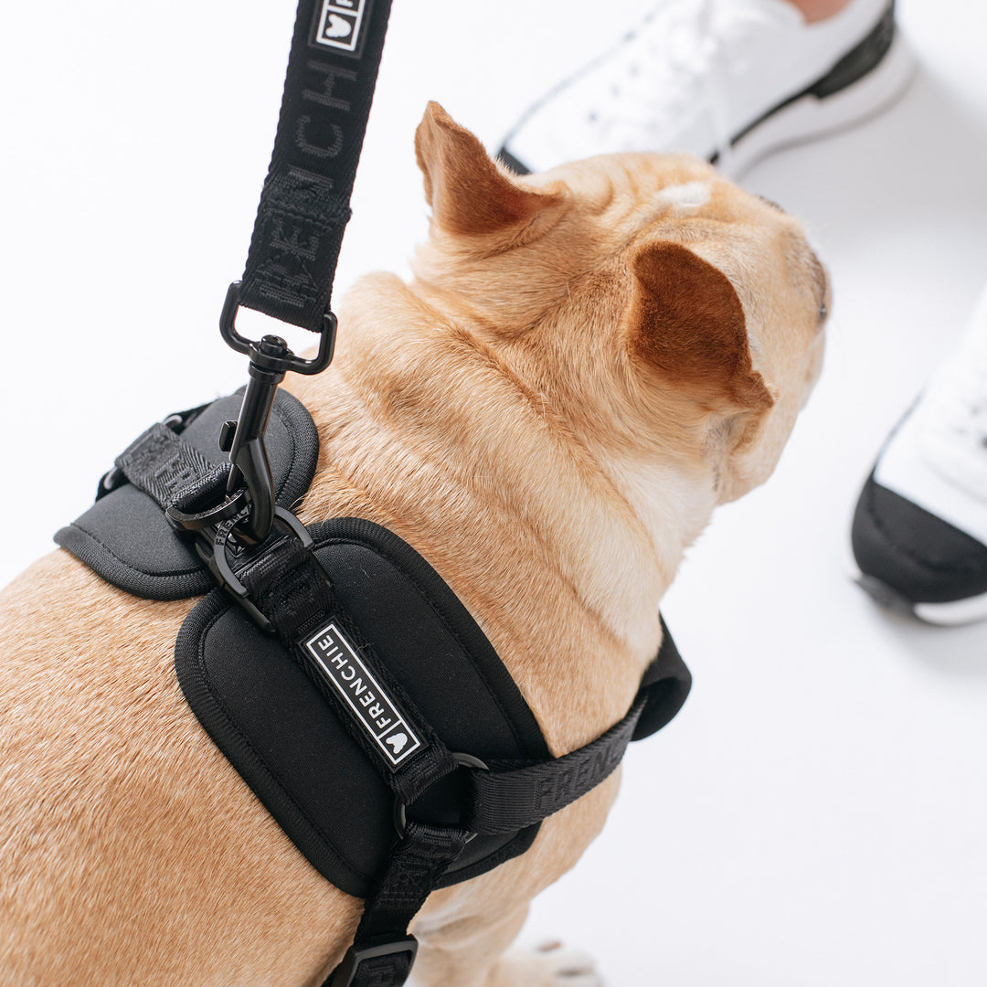 Frenchie Front Pull Harness - Black