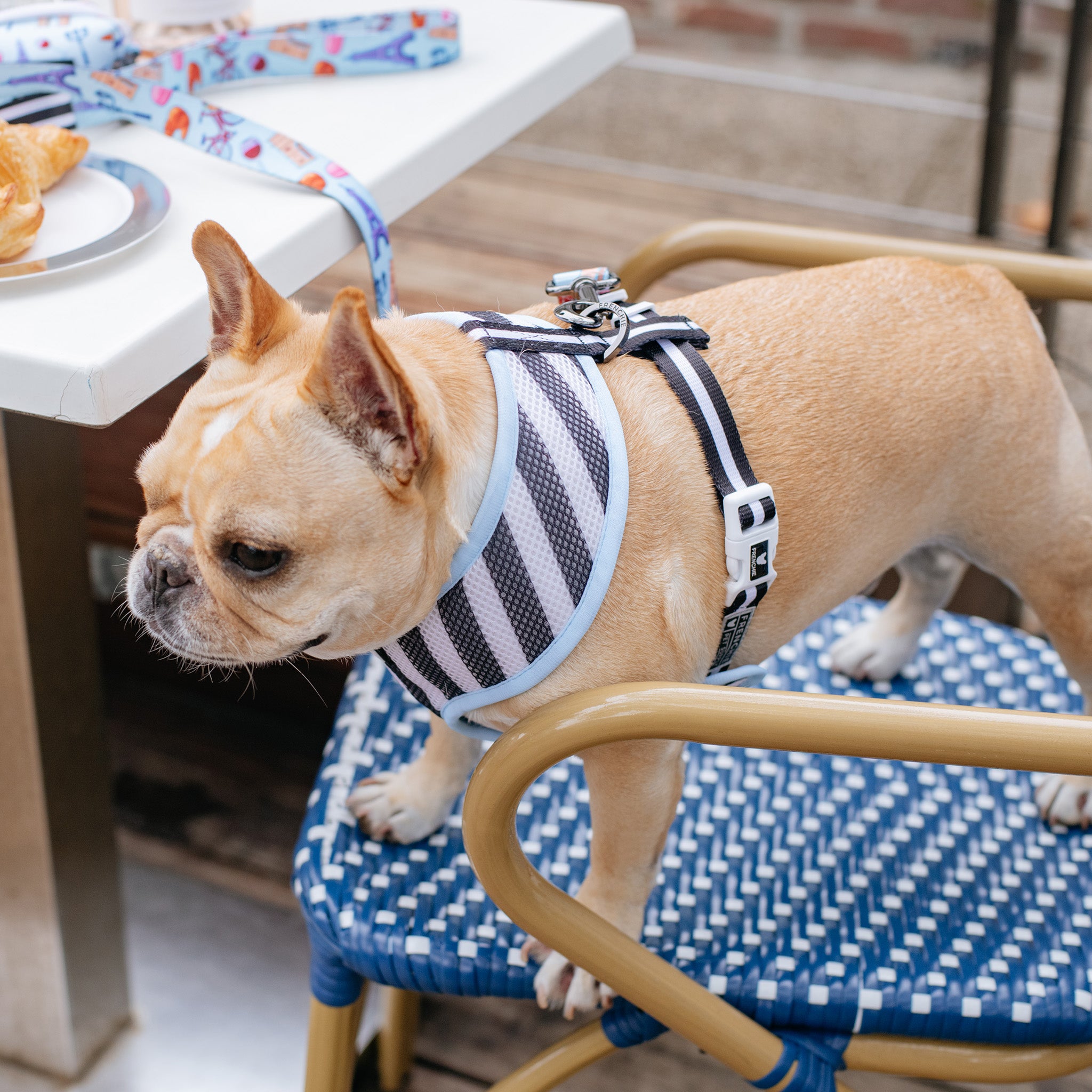 Frenchie Duo Reversible Harness - Frenchie in Paris – Frenchie Bulldog