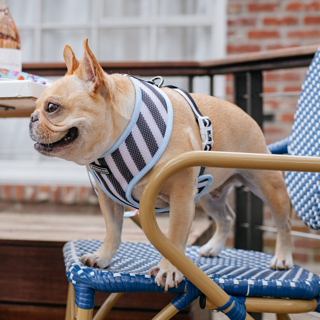 Frenchie Duo Reversible Harness - Frenchie in Paris