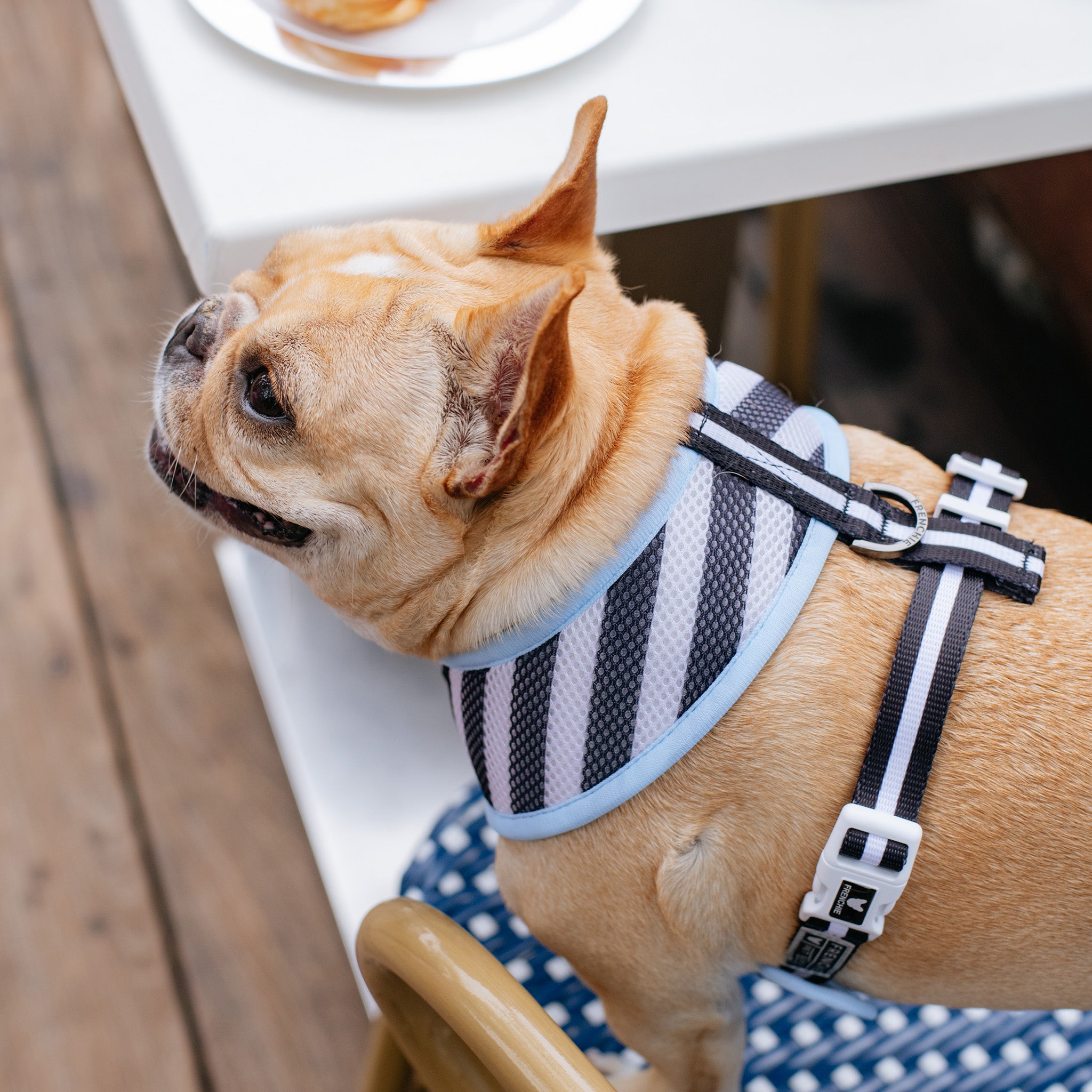 Frenchie Duo Reversible Harness - Frenchie in Paris – Frenchie Bulldog