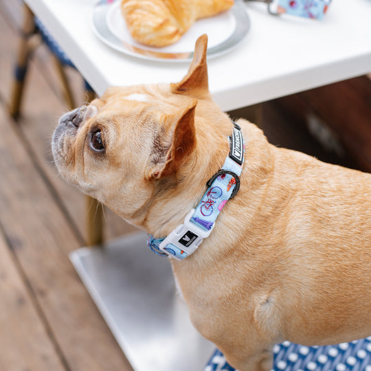 Frenchie Comfort Collar - Frenchie in Paris