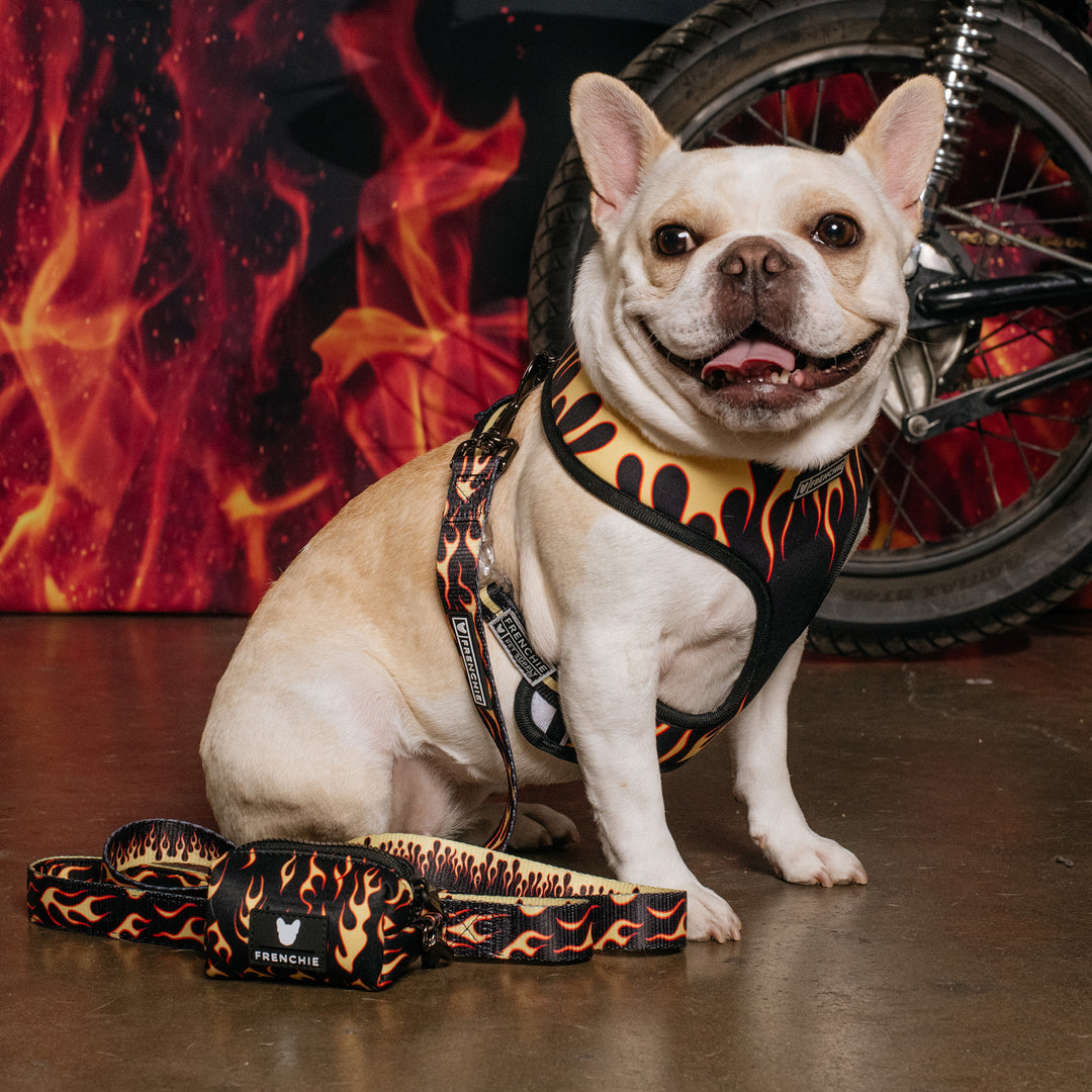 Frenchie Duo Reversible Harness - Flames (Orange)