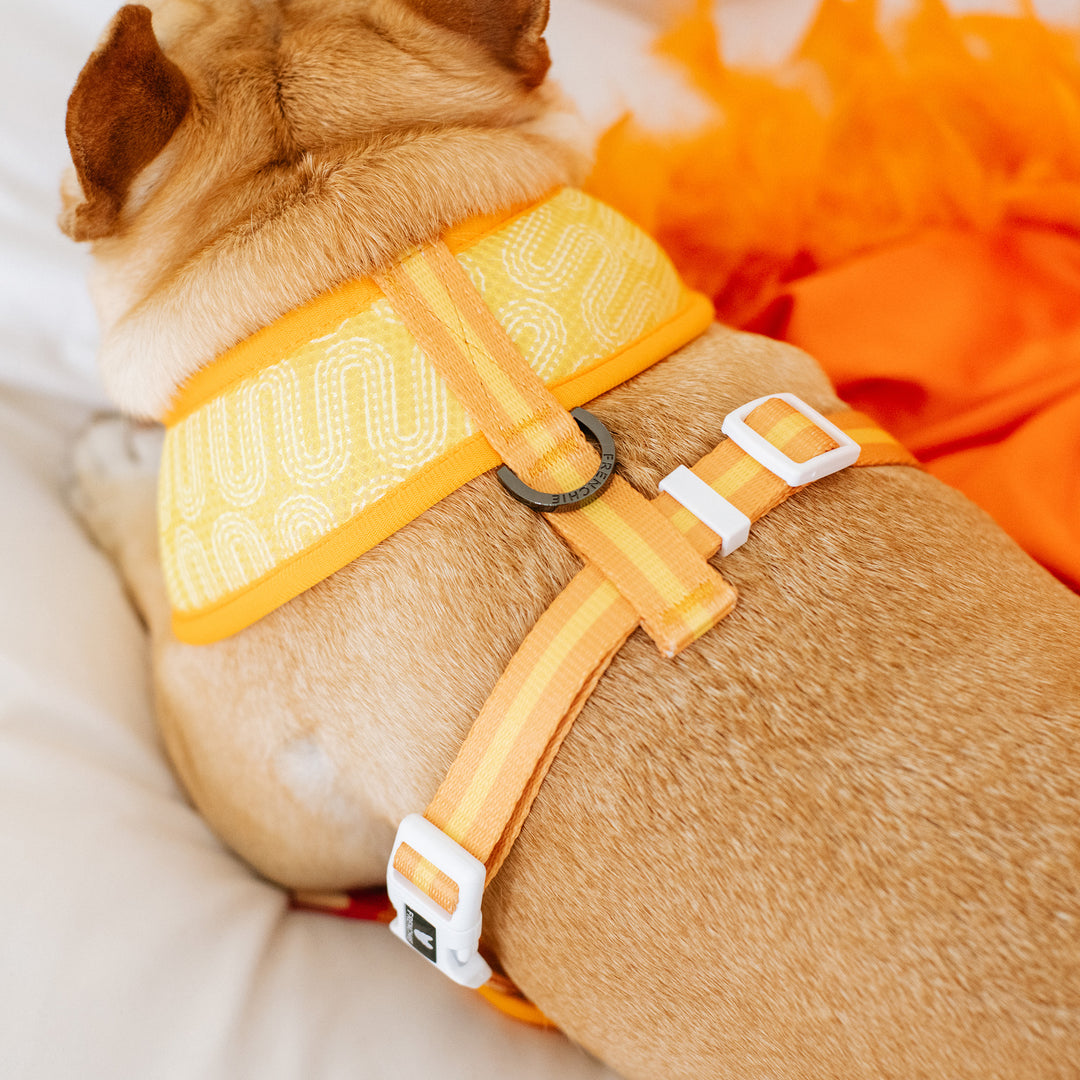 Frenchie Duo Reversible Harness - Frenchie Takeout