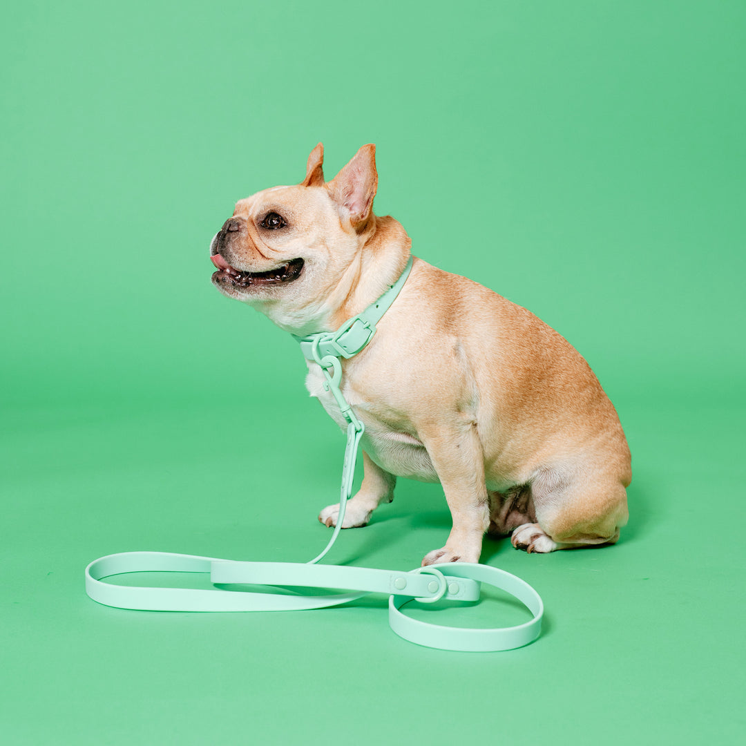 Frenchie Waterproof Collar - Mint Green