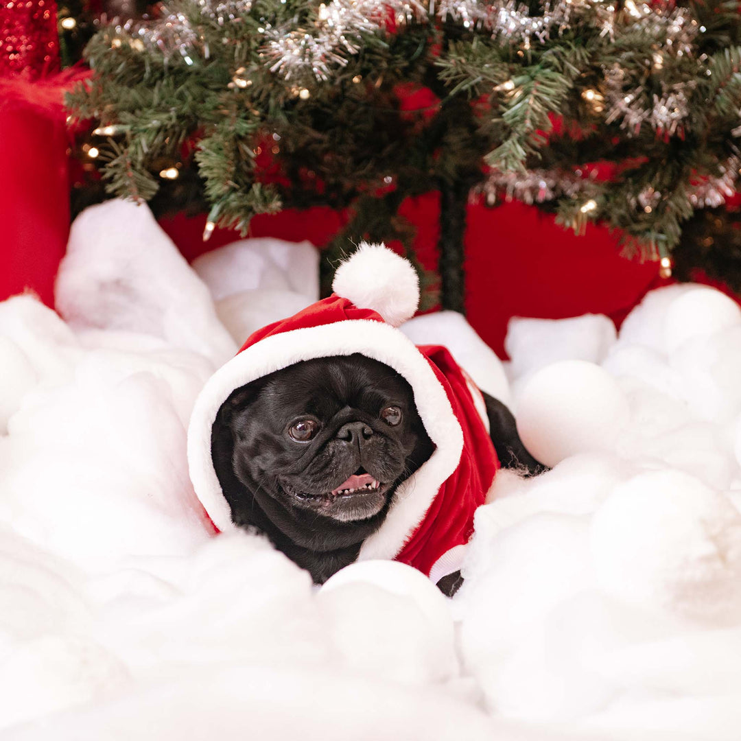 Frenchie Dog Hoodie - Santa