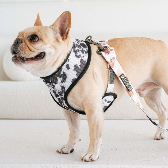 Frenchie Duo Reversible Harness - Moo