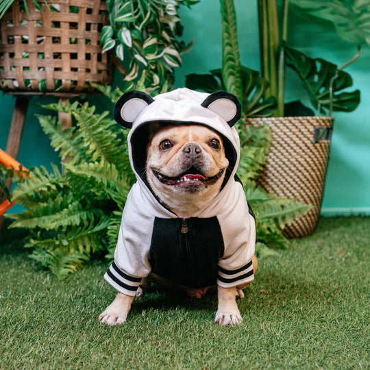Frenchie Dog Hoodie - Panda Bear