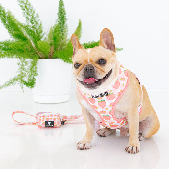 Frenchie Duo Reversible Harness - Peaches