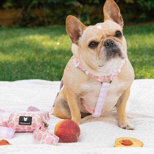 Frenchie Strap Harness - Peaches