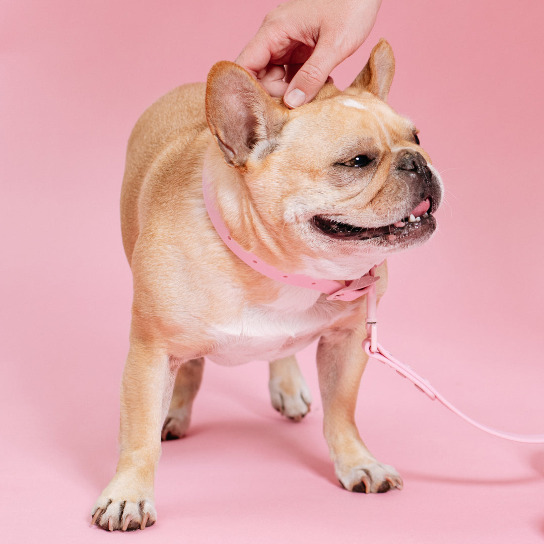 Frenchie Waterproof Collar - Pink Bubble Gum