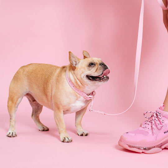 Frenchie Waterproof Collar - Pink Bubblegum
