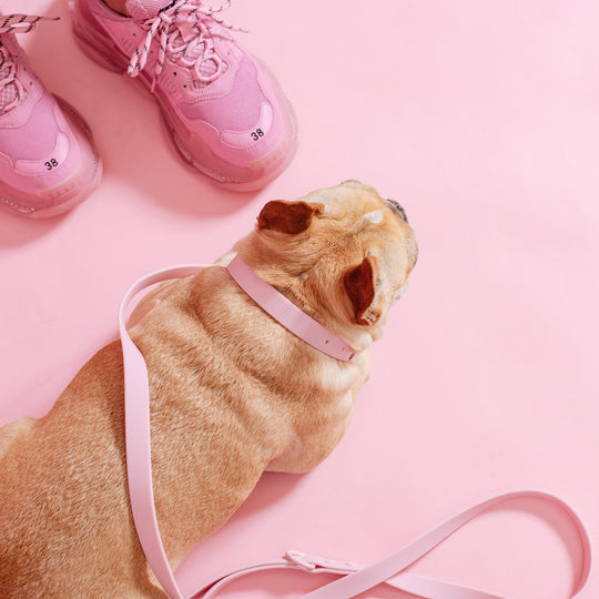 Frenchie Waterproof Leash - Pink Bubblegum
