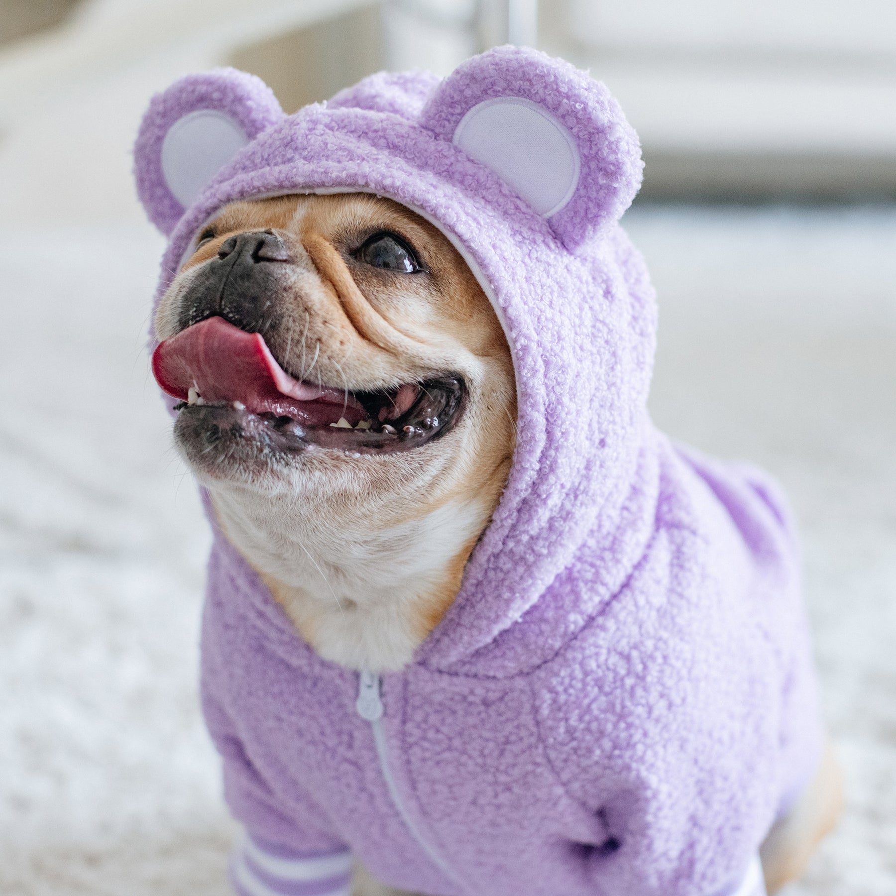 Frenchie Dog Hoodie Purple Teddy Frenchie Bulldog