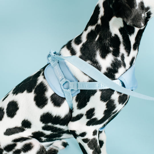 Frenchie Front Pull Harness - Sky Blue