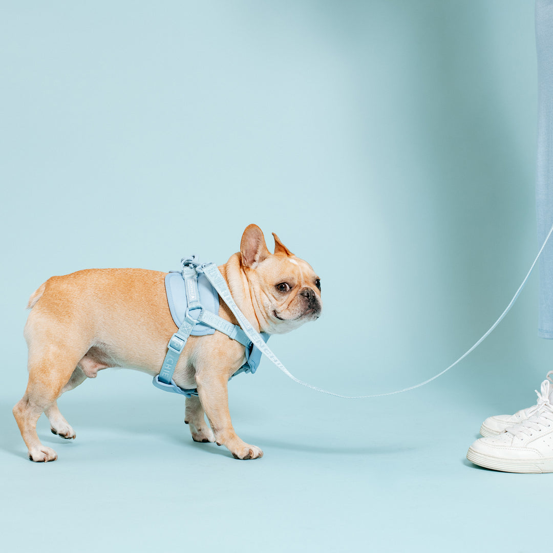 Frenchie Front Pull Harness - Sky Blue
