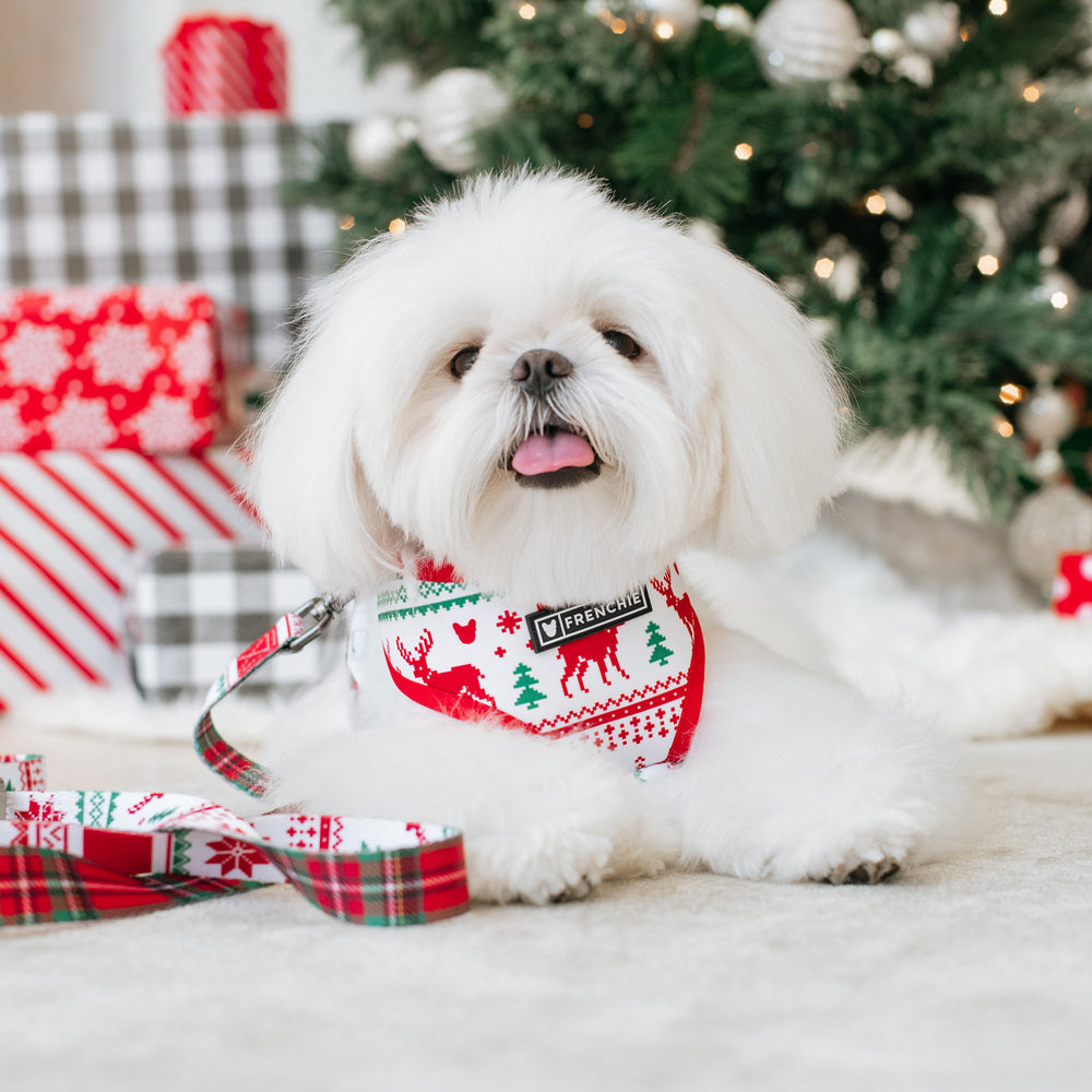 Frenchie Duo Reversible Harness - 'Tis The Season