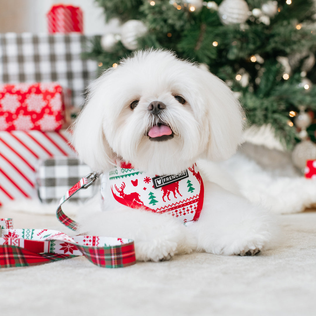 Frenchie Duo Reversible Harness - 'Tis The Season