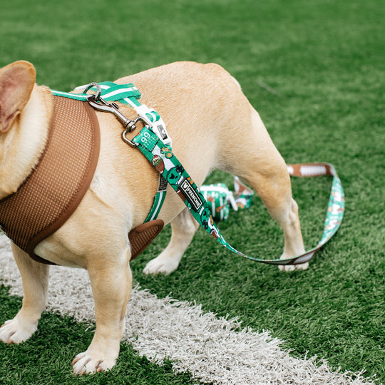 Frenchie Comfort Leash - Touchdown