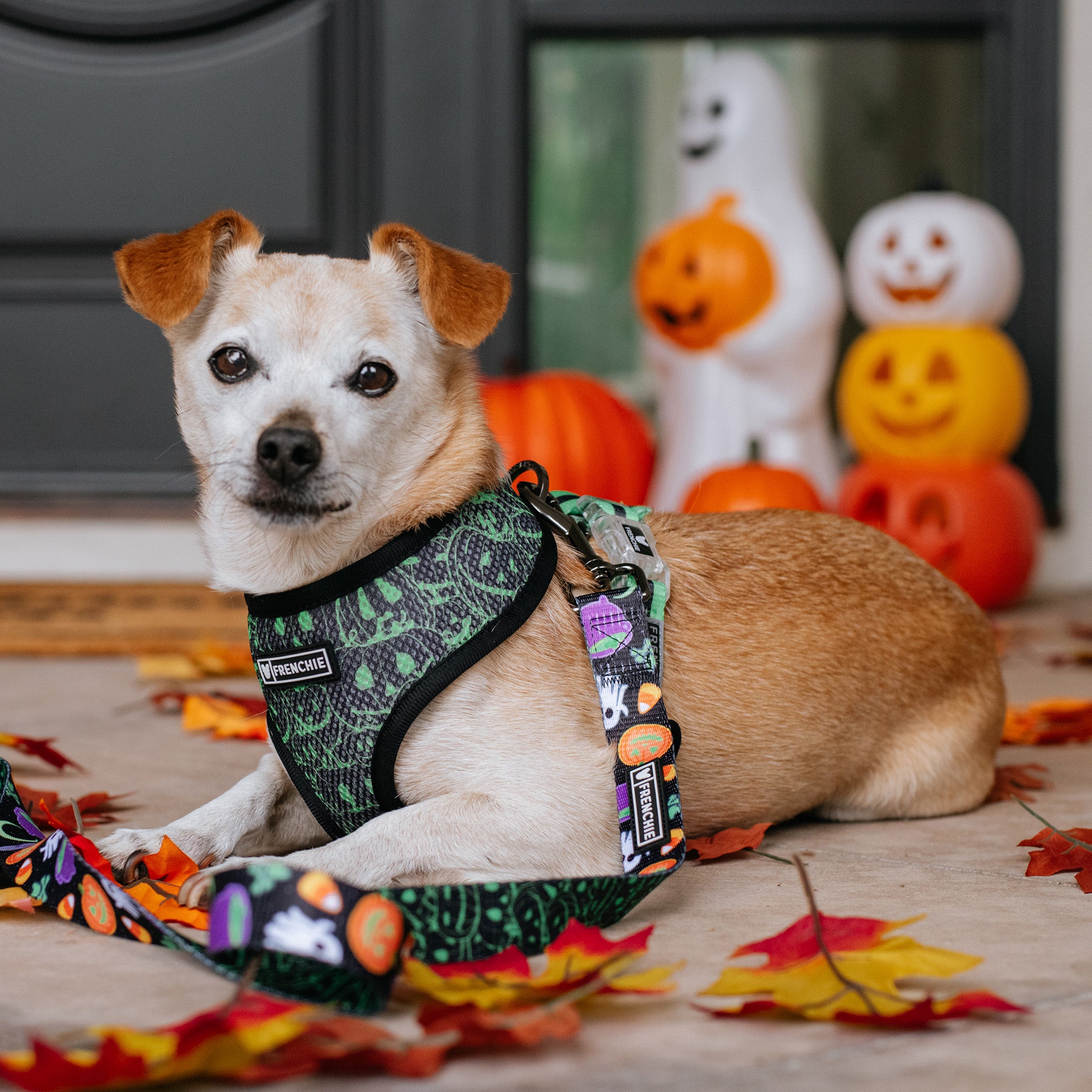 Frenchie Duo Reversible Harness - Witches Brew (Black) – Frenchie