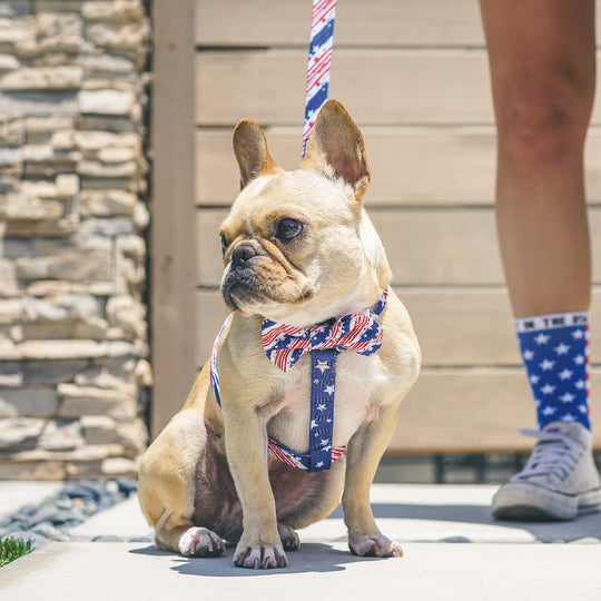 The Minted Bow Tie - Patriot - Frenchie Bulldog - Shop Harnesses for French Bulldogs - Shop French Bulldog Harness - Harnesses for Pugs